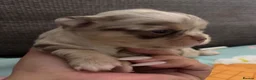 Chihuahua dogs for sale: Long coat chihuahua  - Advert 36