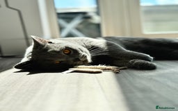 British Shorthair cats for sale: Adorable British Shorthair Kittens — READY TO GO! - Advert 22