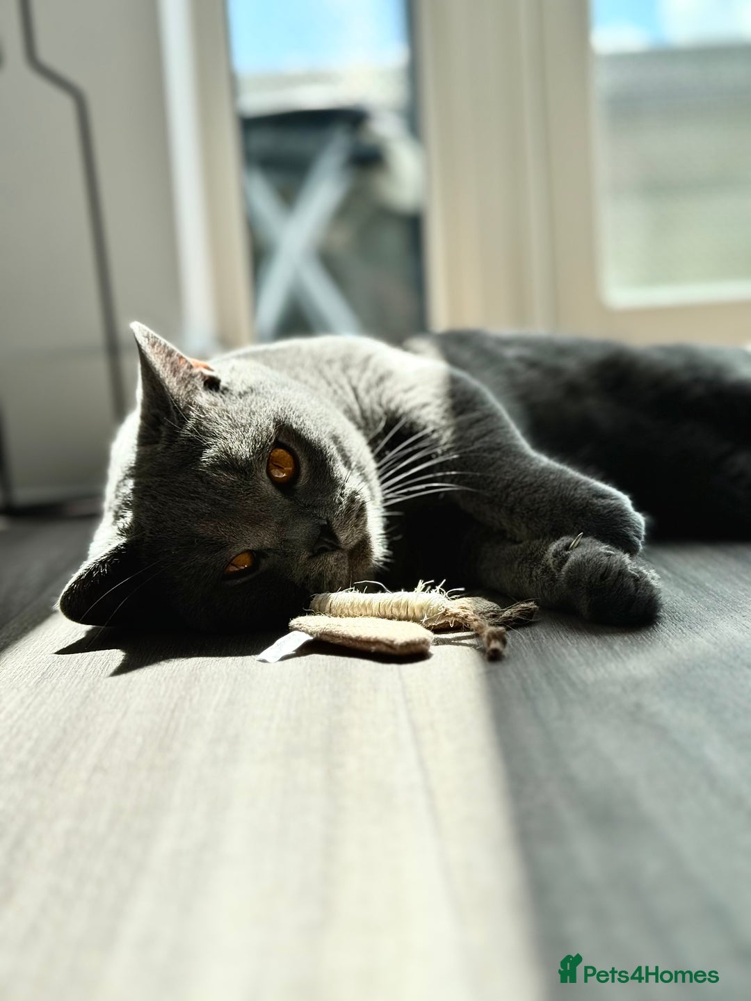 British Shorthair cats for sale: Adorable British Shorthair Kittens — READY TO GO! - Advert 22