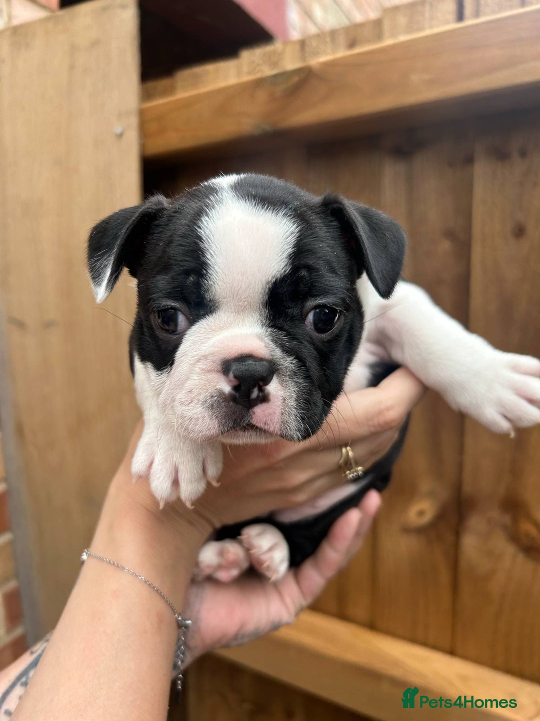 Boston Terrier dogs for sale: Boston Terrier Puppy 2 - KC boston terrier Puppies 1 BEAUTIFUL GIRL LEFT - Image 3