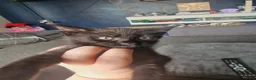 Mixed Breed cats for sale: 1 Male and 1 Female kitten in Seaford - Advert 5