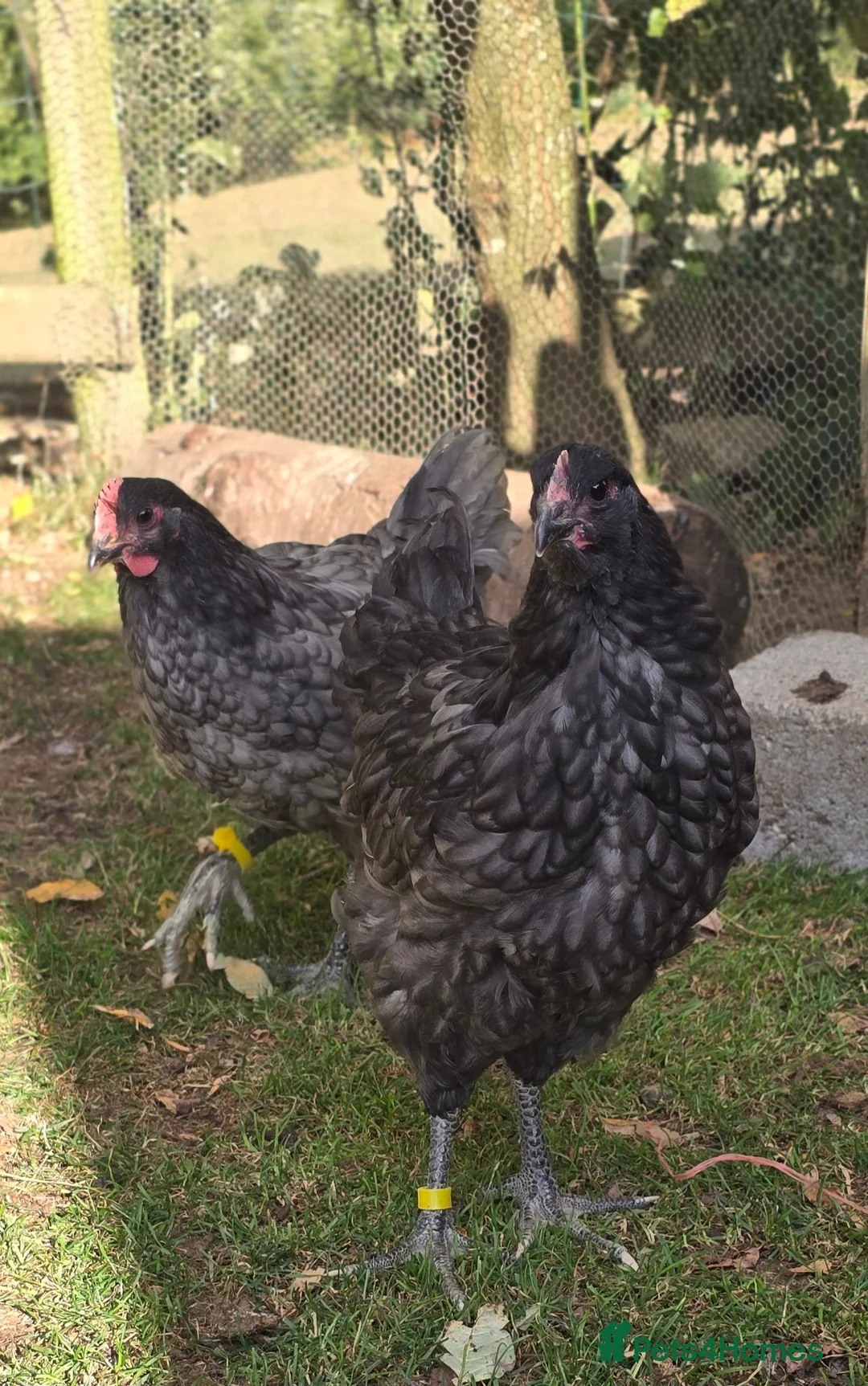 Chickens poultry for sale: Blue Jersey Giant Pair - Advert 4