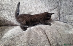 Mixed Breed cats for sale: 1 beautiful male kitten last of the litter  - Image 12