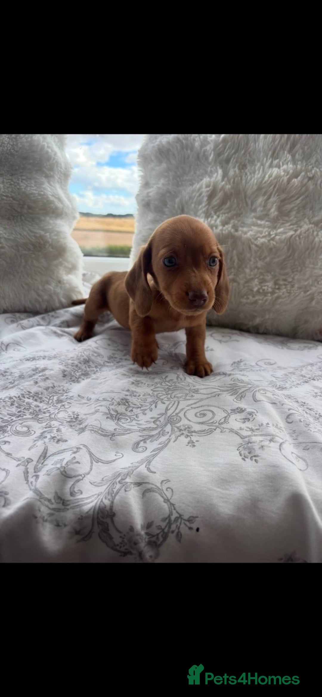 Miniature Dachshund dogs for sale: Ready to leave Miniature dachshunds - Image 4