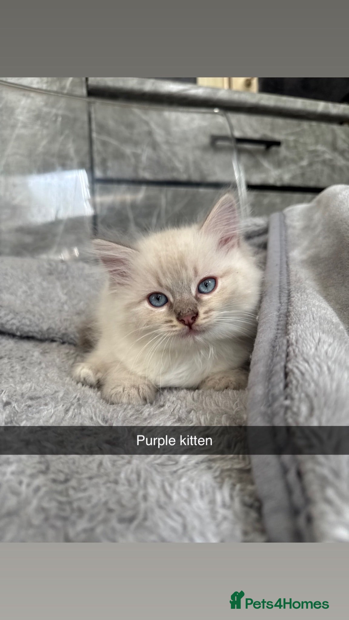 Ragdoll cats Cute ragdolls for sale  - Advert 2