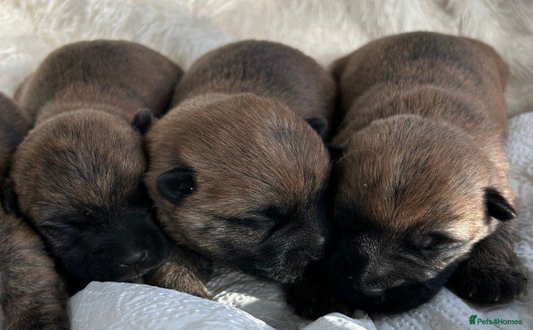 Cairn Terrier dogs - Advert 1
