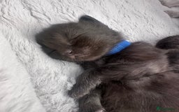 Siberian cats for sale: Full Siberian Litter. Quick sales before holiday - Image 25