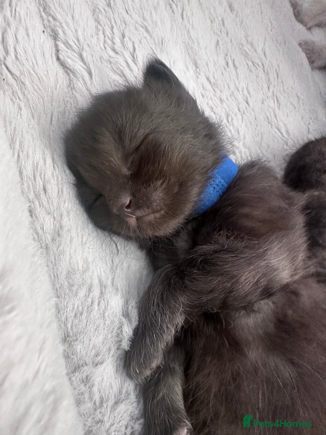 Siberian cats for sale: Full Siberian Litter. Quick sales before holiday - Image 25