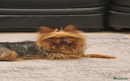 Yorkshire Terrier dogs for sale: Yorkshire Terrier teacup puppies  - Image 10
