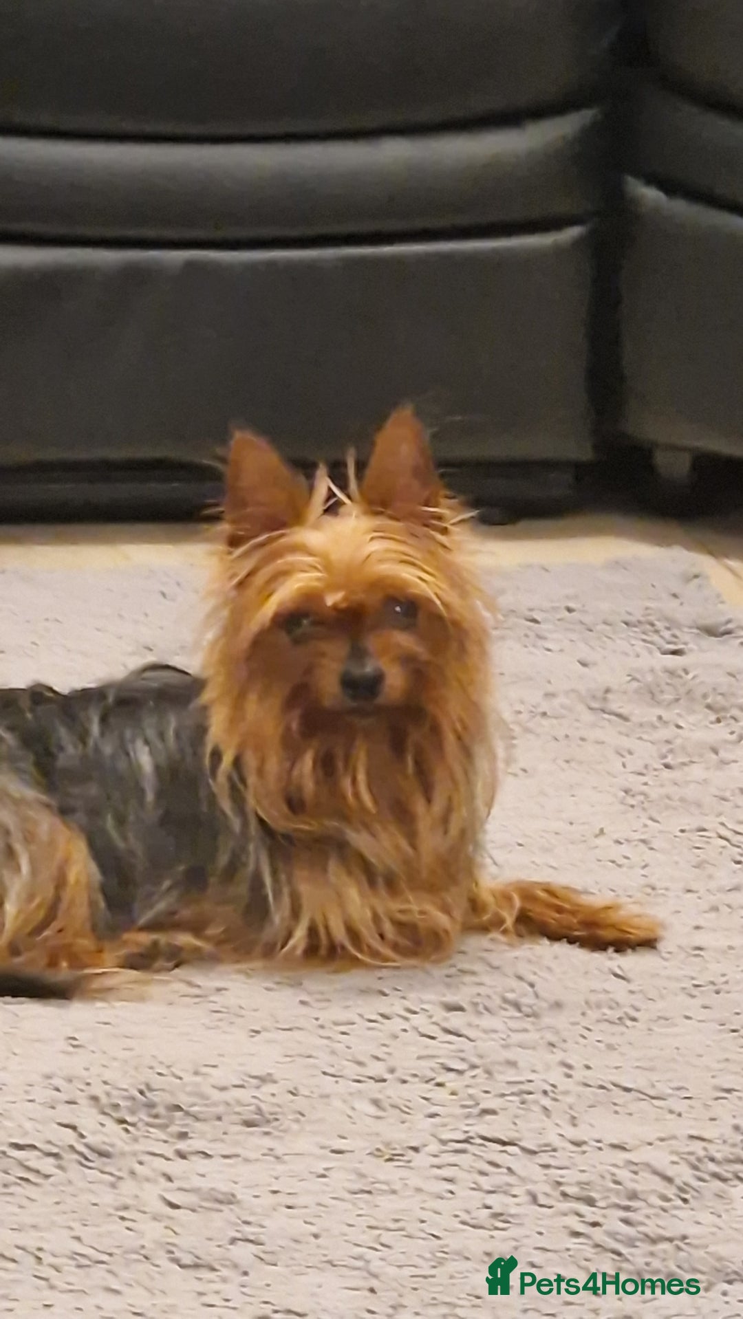 Yorkshire Terrier dogs for sale: Yorkshire Terrier teacup puppies  - Image 10