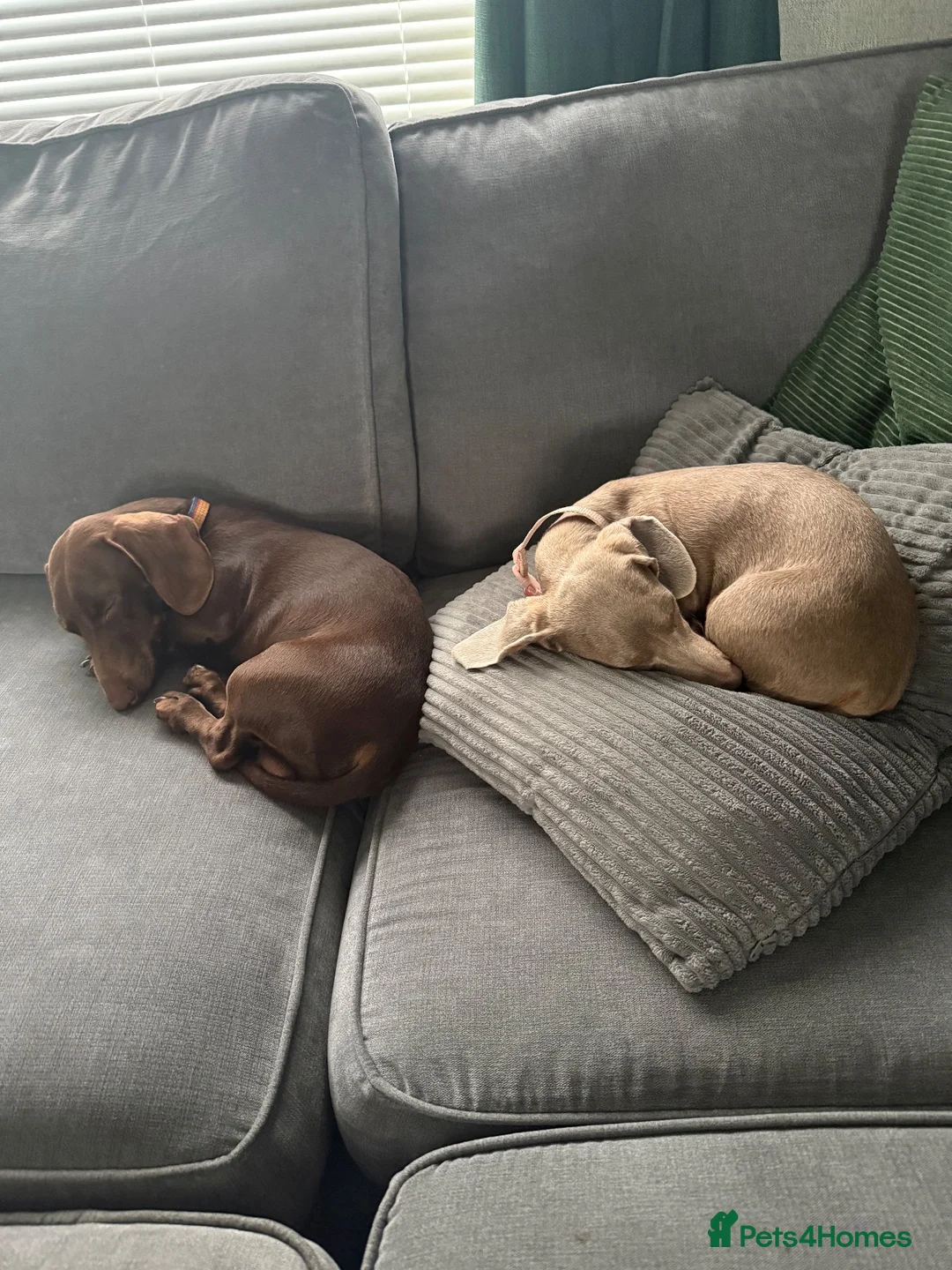 Miniature Dachshund dogs for sale: Miniature dachshund  - Advert 8