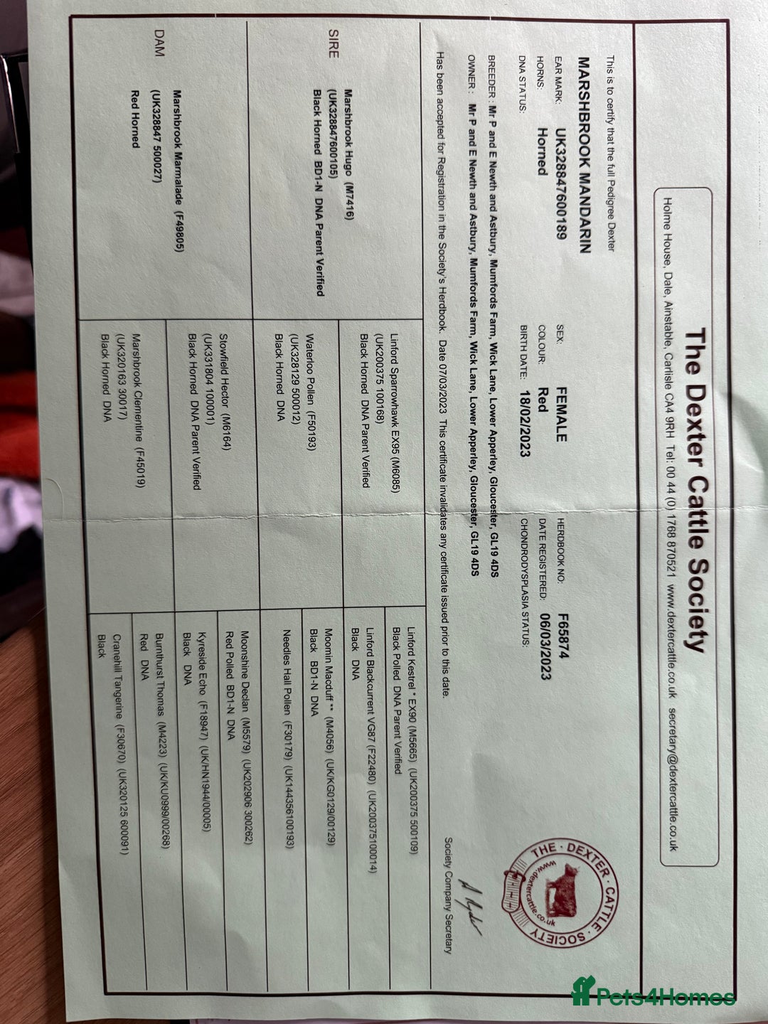 Cows & Bulls livestock for sale: 2 pedigree Dexter Heifers  - Advert 8