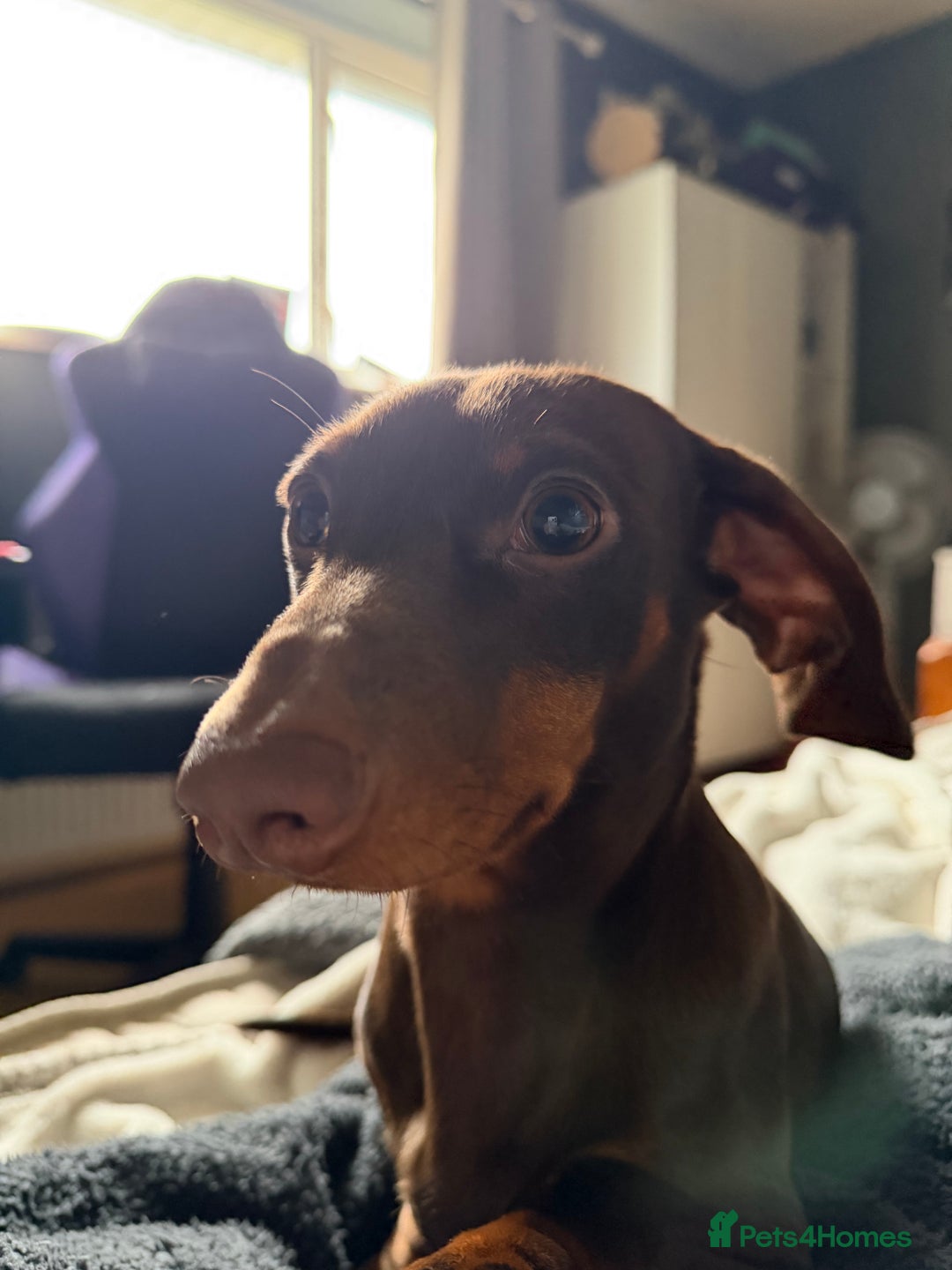 Miniature Dachshund dogs for sale: 8 month old miniature dachshund  - Advert 1