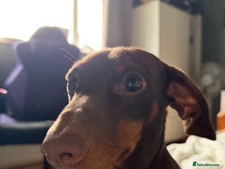 Miniature Dachshund dogs 8 month old miniature dachshund - Advert 1