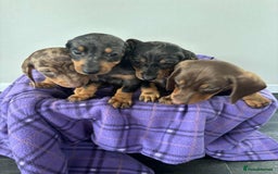 Dachshund dogs for sale: Dachshund puppy’s  - Image 14