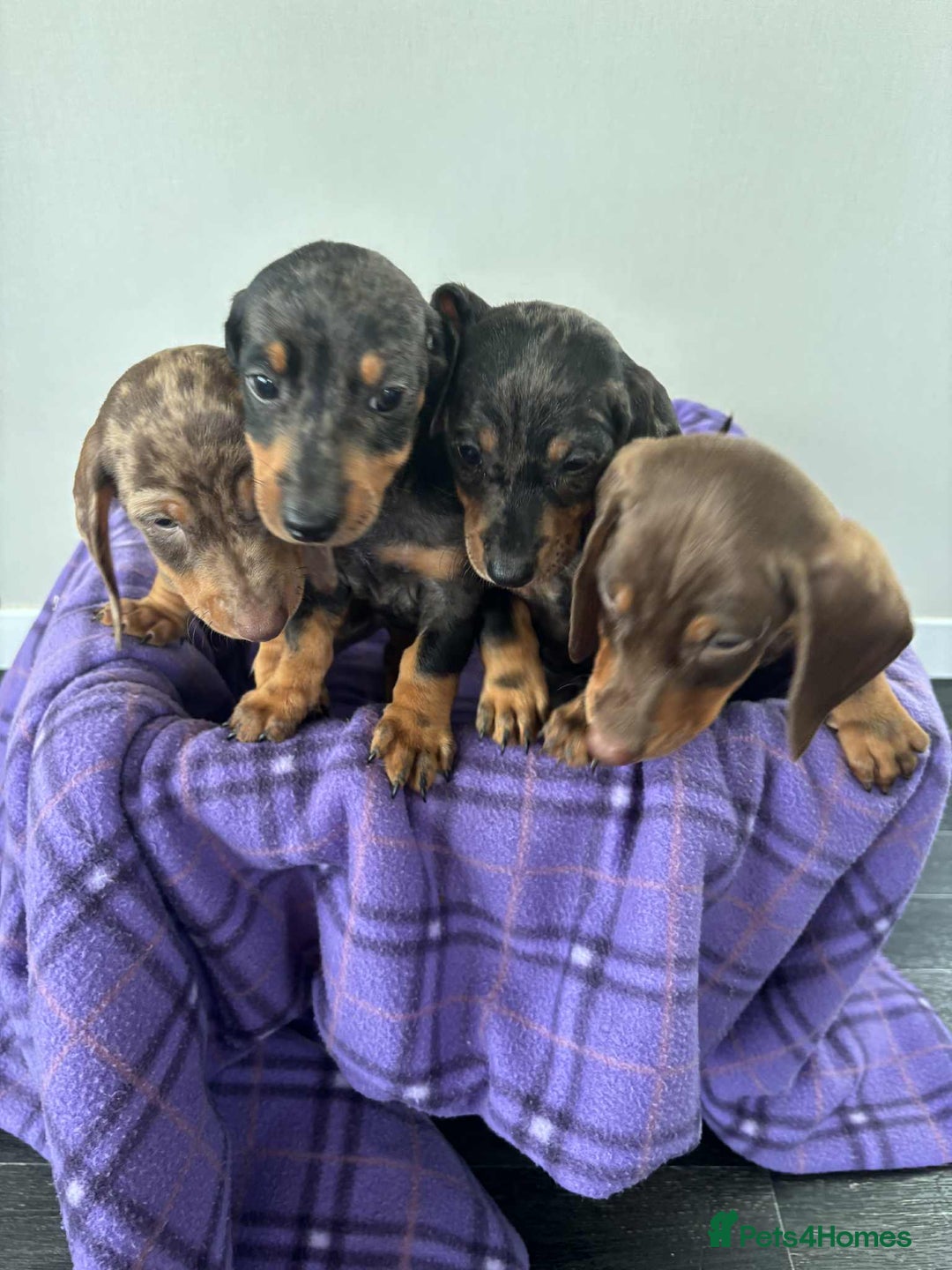 Dachshund dogs for sale: Dachshund puppy’s  - Image 14