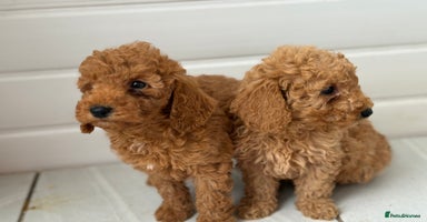 Maltipoo dogs - Advert 5