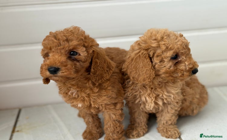 Maltipoo dogs - Advert 7