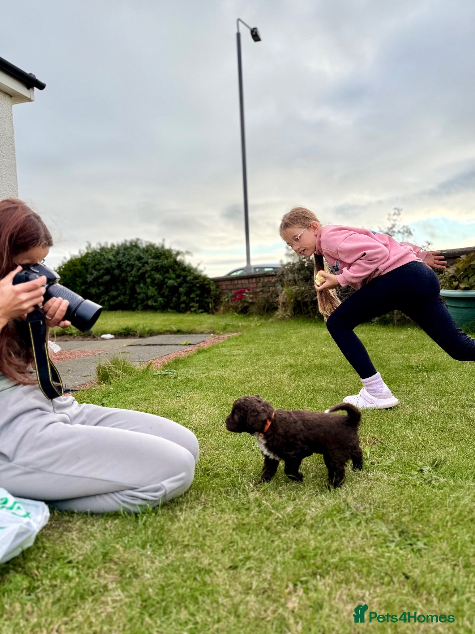 Spanish Water Dog dogs KC Spanish Water Dog Pups-Coastal Raised with ENS  - Advert 2