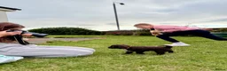 Spanish Water Dog dogs for sale: KC Spanish Water Dog Pups-Coastal Raised with ENS  - Advert 2
