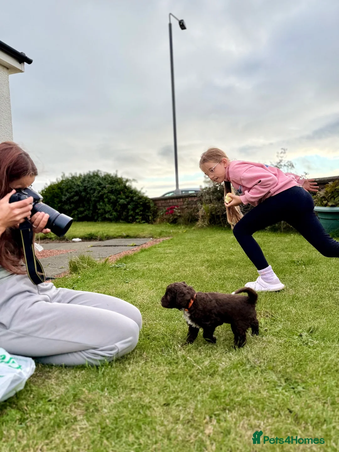 Spanish Water Dog dogs for sale: KC Spanish Water Dog Pups-Coastal Raised with ENS  - Advert 2