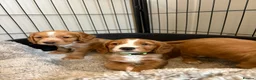 Cocker Spaniel dogs for sale: Beautiful Golden cockers free insurance with agria - Advert 20