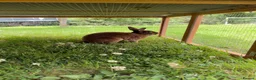 Rex rabbits for sale: Chocolate brown mini rex in Tonbridge - Advert 2
