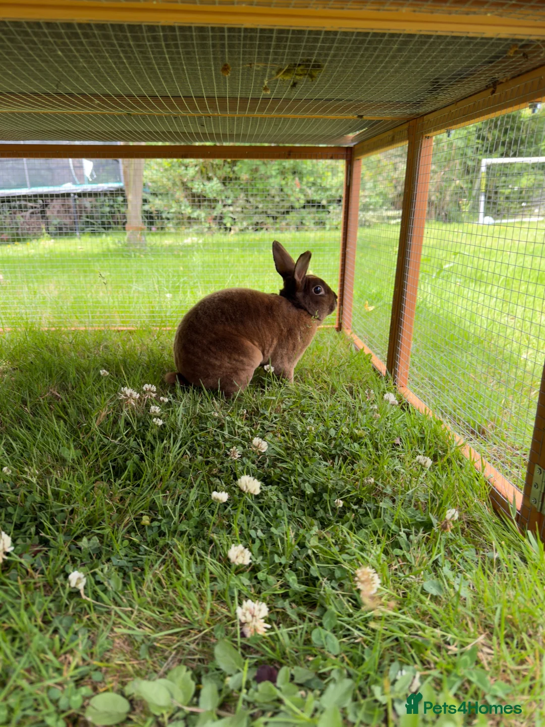 Rex rabbits for sale: Chocolate brown mini rex in Tonbridge - Advert 2