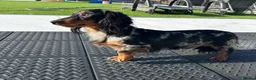 Miniature Dachshund dogs for stud: ✨BEETLEJUICE✨ MINI LONG HAIRED ✨KC - Advert 3