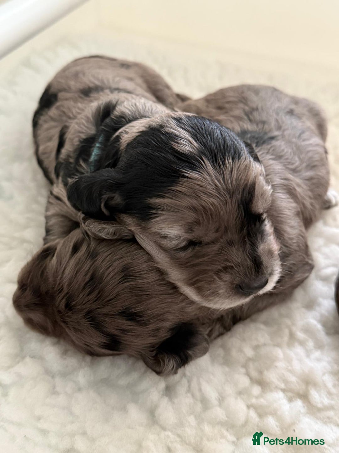 Cockapoo dogs for sale: Beautiful Cockapoo Puppies - Image 6