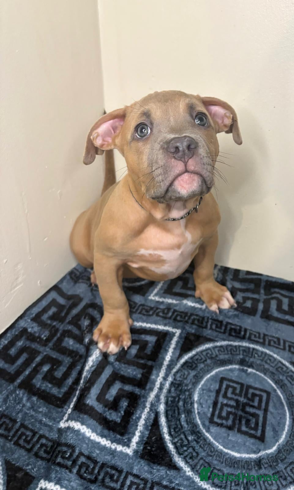American Bully dogs Quality pocket bullies looking for forever homes - Advert 2