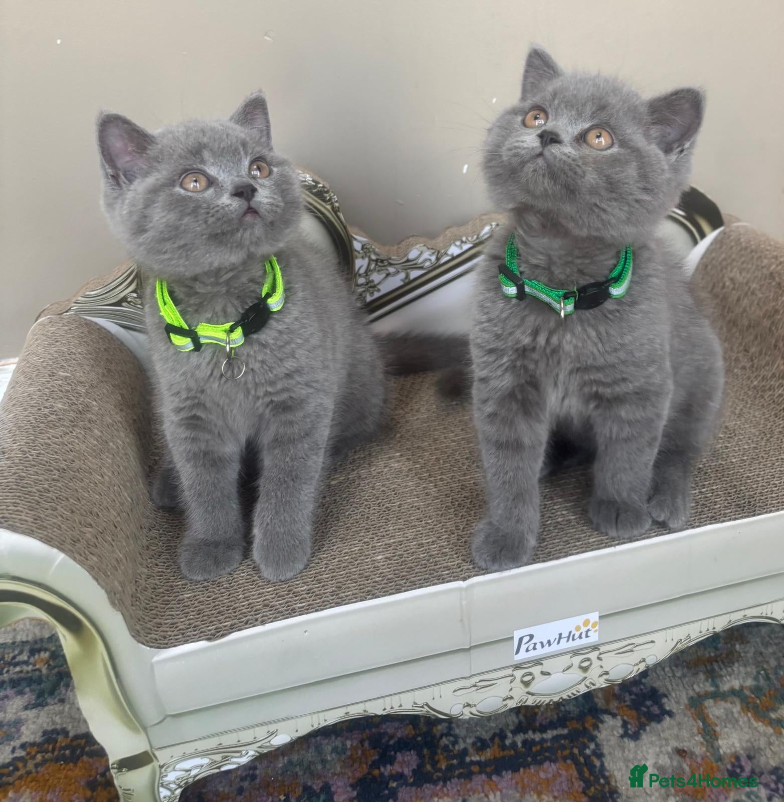 British Shorthair cats GORGEOUS British Short Hair Blue Kittens - Advert 2