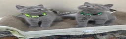 British Shorthair cats for sale: GORGEOUS British Short Hair Blue Kittens - Advert 9