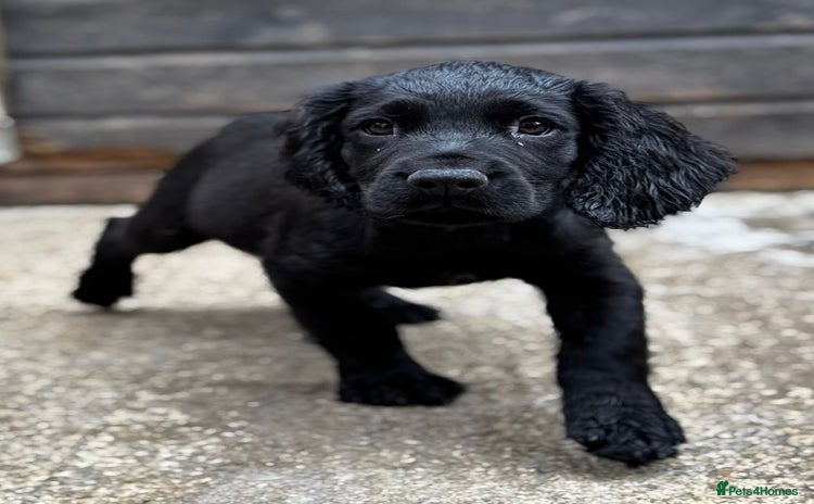 Sprocker dogs in Coalville - Advert 3