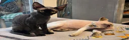 Devon Rex cats for sale: Ready now Black Devon Rex boy - Advert 8