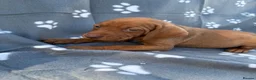 Hungarian Vizsla dogs for sale: Beautiful KC Reg Hungarian Vizsla Puppies - Advert 33