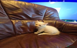 Mixed Breed cats for sale: Two ginger boys and one Flame point - Image 15