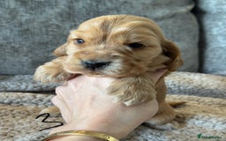 Cocker Spaniel dogs for sale: 100% TRUE SHOW TYPE HEALTH TESTED COCKER SPANIELS  - Advert 16