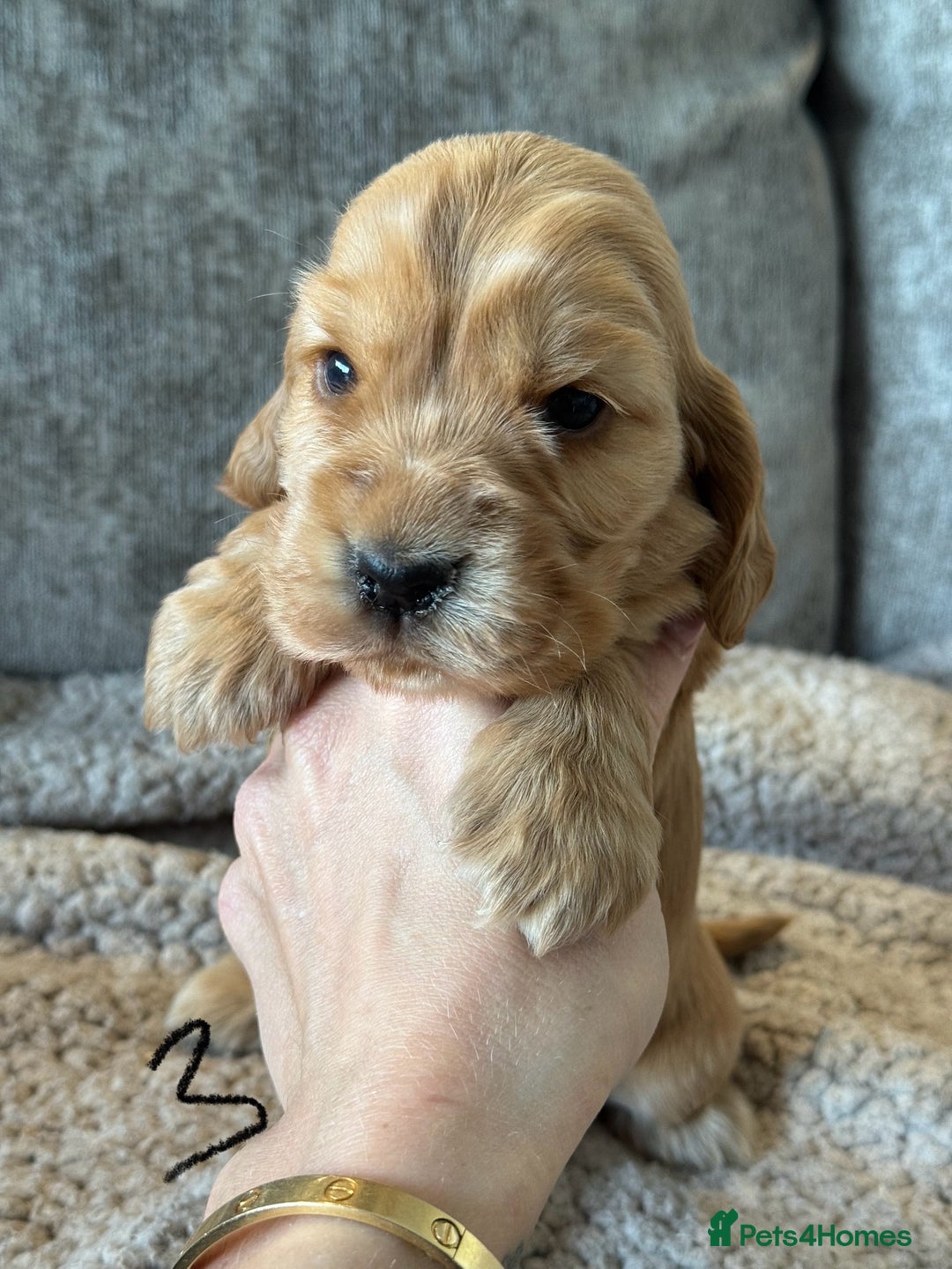 Cocker Spaniel dogs for sale: 100% TRUE SHOW TYPE HEALTH TESTED COCKER SPANIELS  - Advert 16