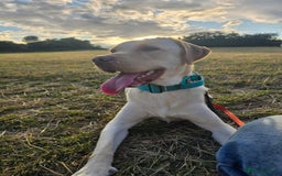 Labrador Retriever dogs for sale: Rehoming: 2 year old yellow Labrador - Image 1