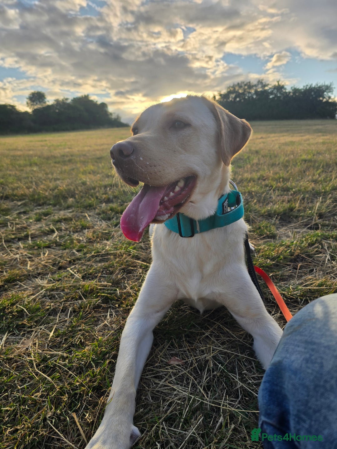 Labrador Retriever dogs for sale: Rehoming: 2 year old yellow Labrador - Image 1