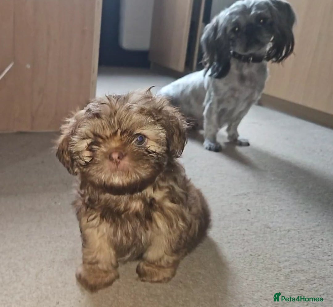 Shih Tzu dogs for sale: Imperial Shih Tzu- 1 beautiful girl❤️  - Advert 33