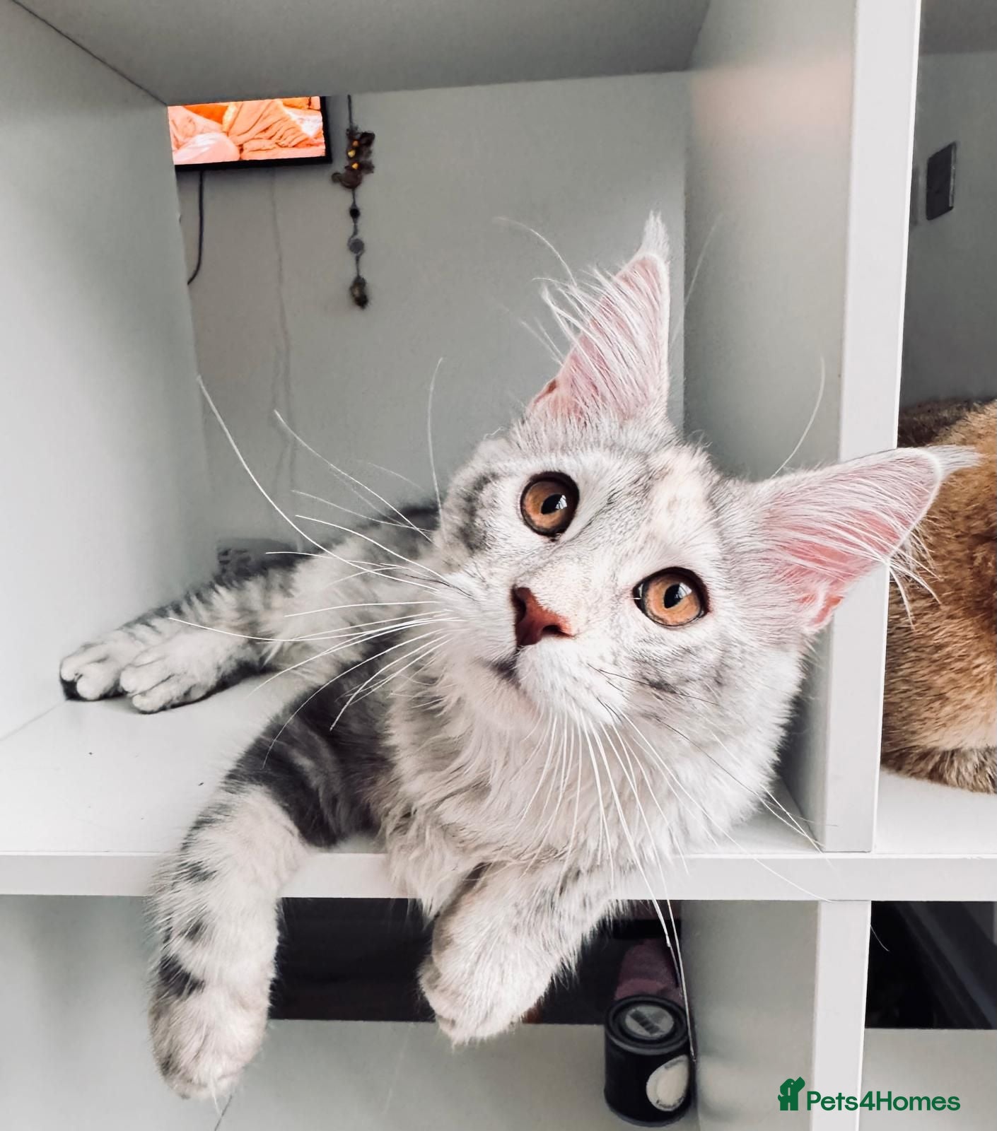 Maine Coon cats Beautiful Maine Coon girl TICA REG - Advert 1