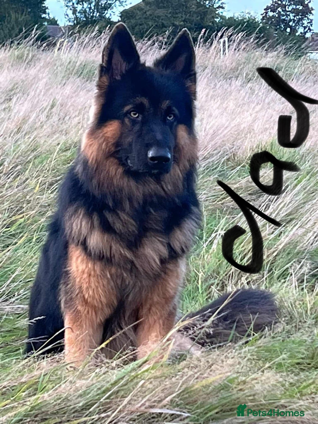 German Shepherd dogs for sale: Long haired German shepherd  - Advert 2