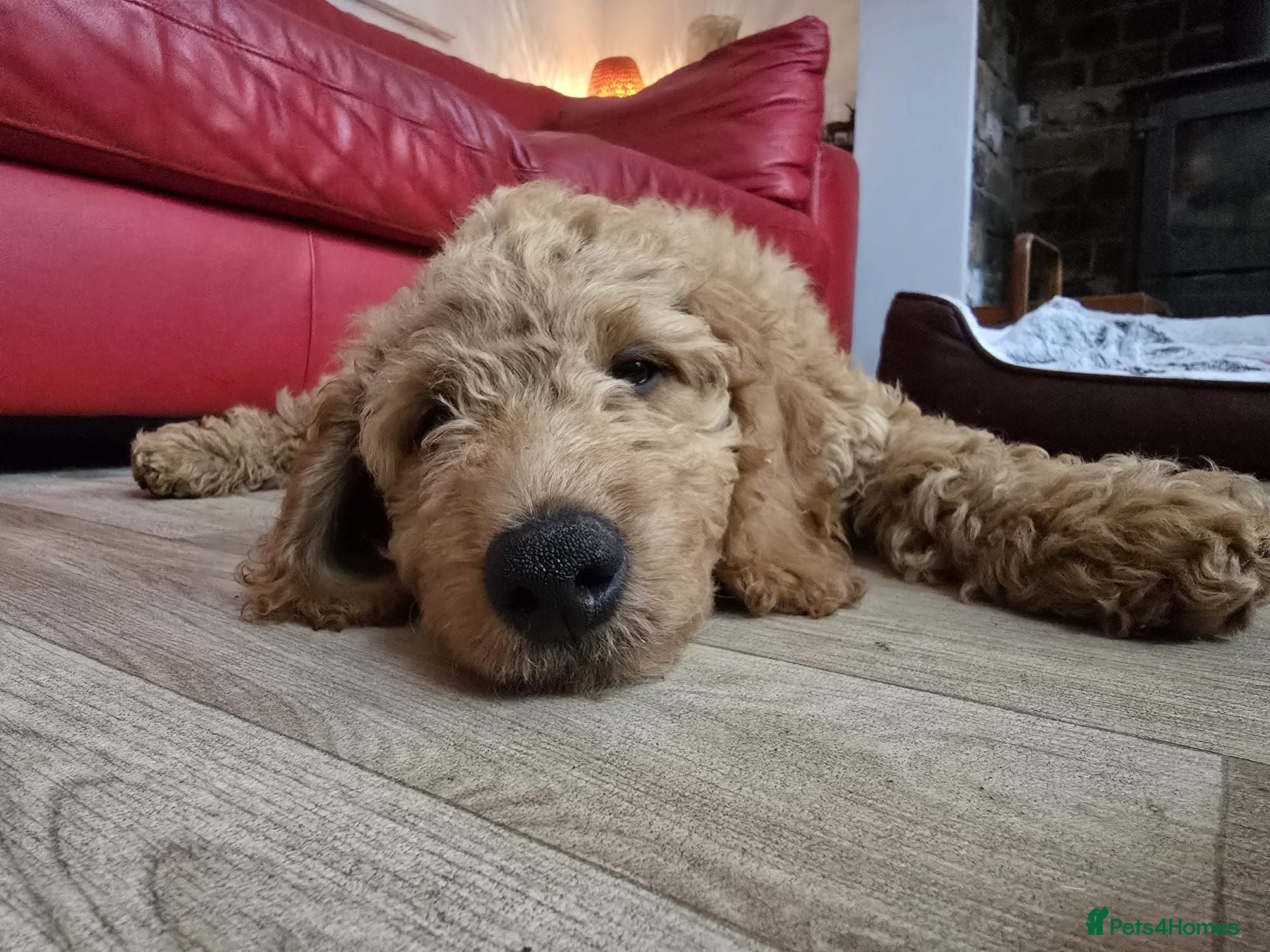 Goldendoodle dogs Billie - Gorgeous goldendoodle puppy - Advert 3