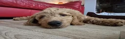 Goldendoodle dogs for sale: Billie - Gorgeous goldendoodle puppy in Chesterfield - Advert 1