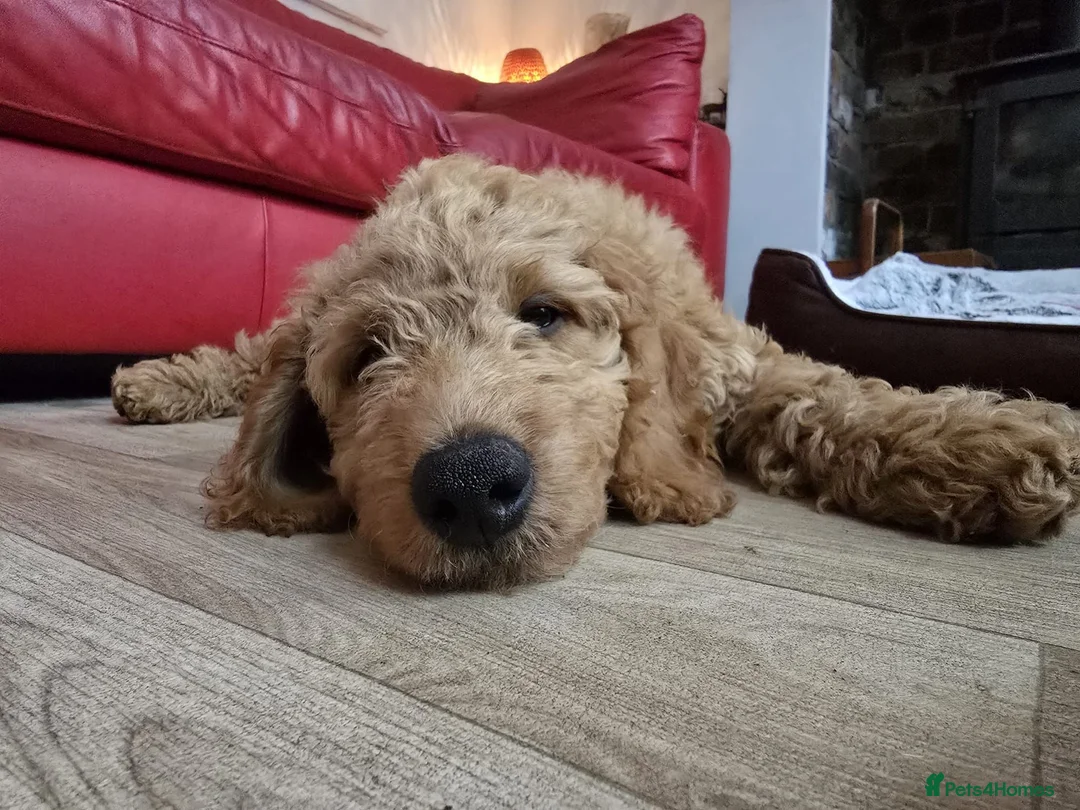 Goldendoodle dogs for sale: Billie - Gorgeous goldendoodle puppy in Chesterfield - Advert 1