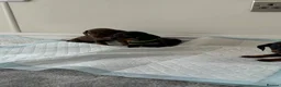 Miniature Dachshund dogs for sale: Miniature dachshund’s from health tested parents - Advert 14