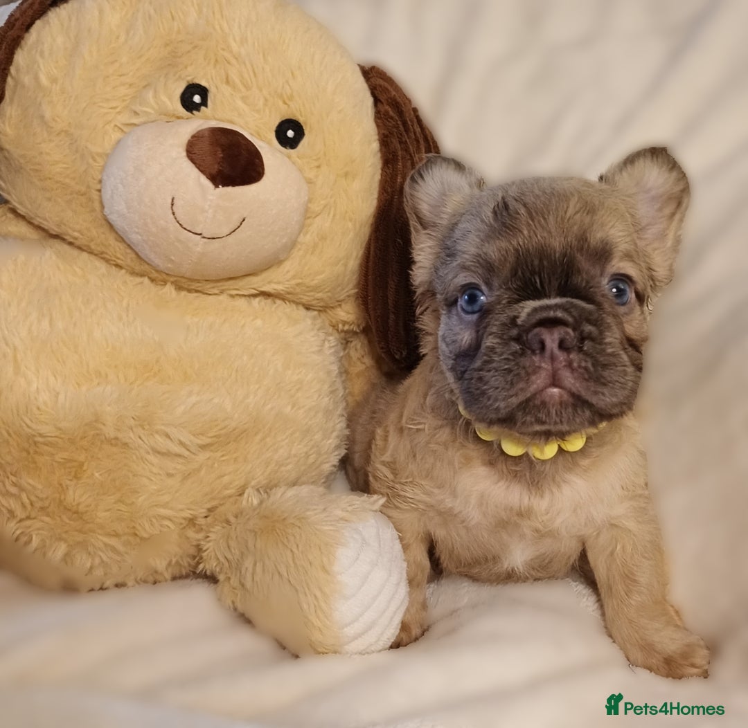 French Bulldog dogs for sale: Adorable fluffy frenchies ready for loving homes - Advert 12