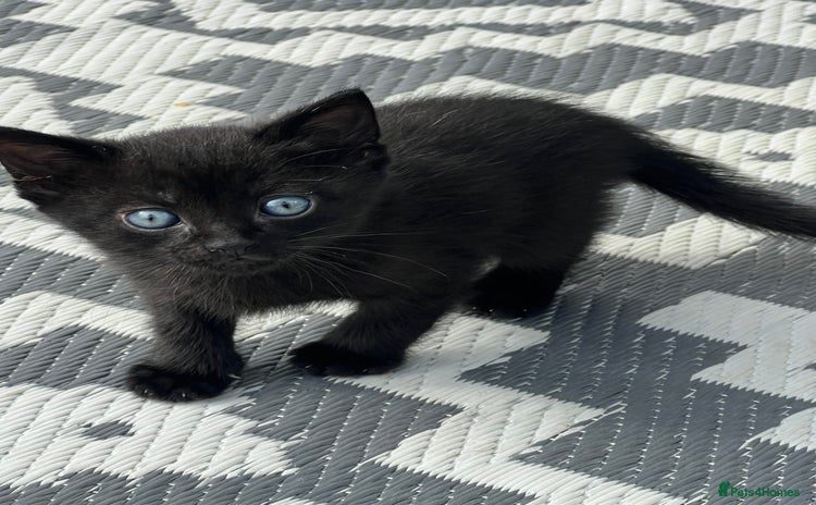 Domestic Shorthair cats - Advert 12